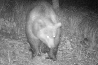 Eine Aufnahme des Braunbären von einer Wildkamera aus Österreich: Eine Touristin hatte Kotspuren des Tieres in Deutschland gefunden.