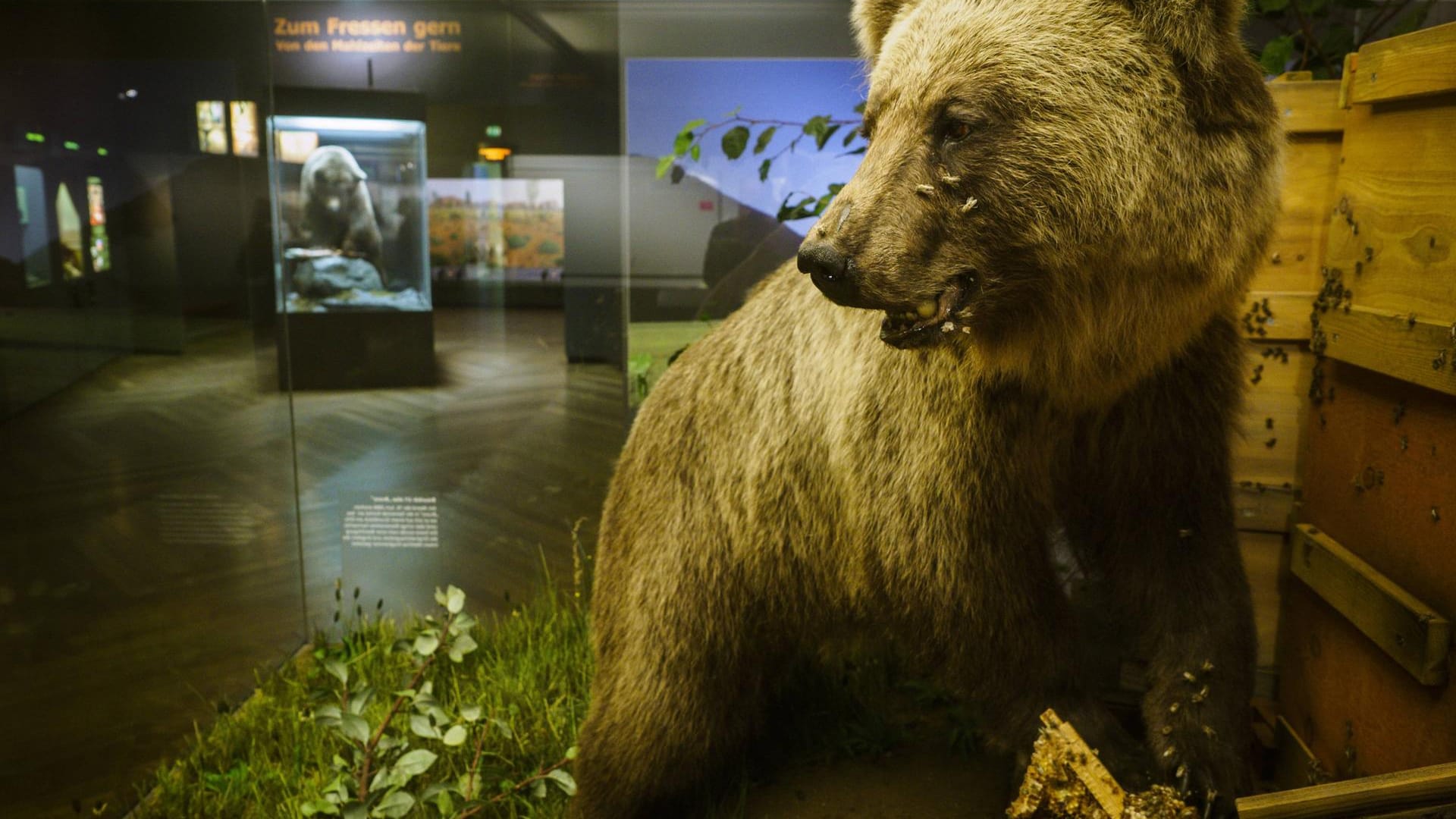 Der ausgestopfte Bär JJ1, besser bekannt als Bruno, im Schloss Nymphenburg in München: Das Tier wurde 2006 nach langer Debatte erschossen.