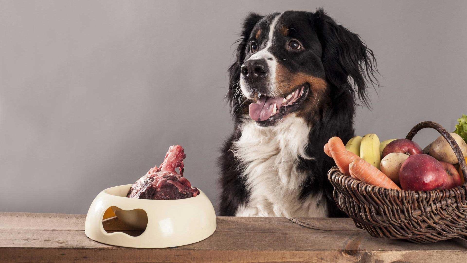 Ein Berner Sennenhund vor einem Futternapf mit rohem Fleisch: Das Futter könnte Bakterien enthalten, die bei einer Infektion nicht mit gängigen Antibiotika behandelt werden können.