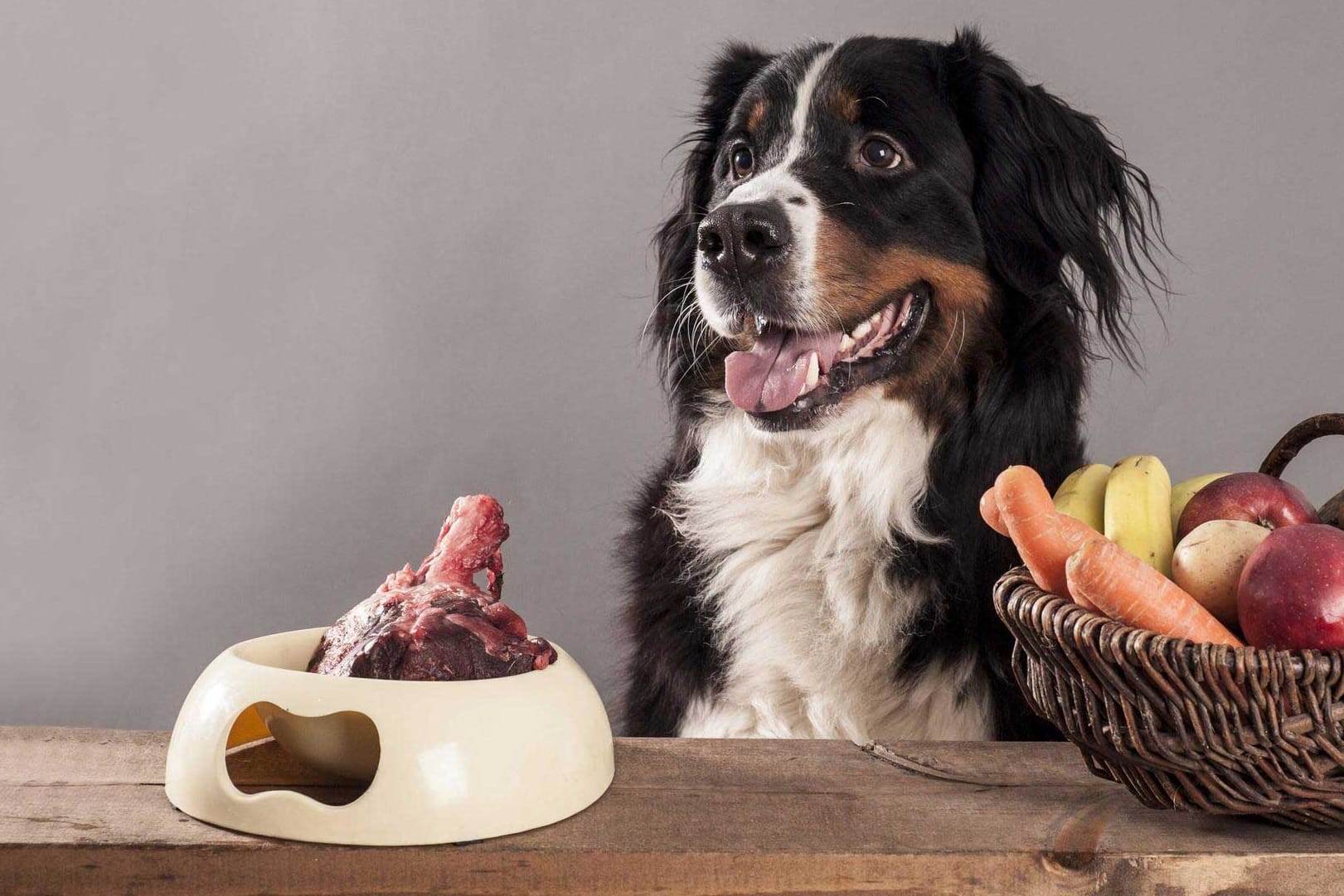 Ein Berner Sennenhund vor einem Futternapf mit rohem Fleisch: Das Futter könnte Bakterien enthalten, die bei einer Infektion nicht mit gängigen Antibiotika behandelt werden können.