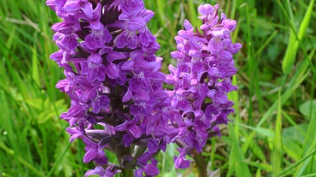 Breitblättriges Knabenkraut (Dactylorhiza majalis).