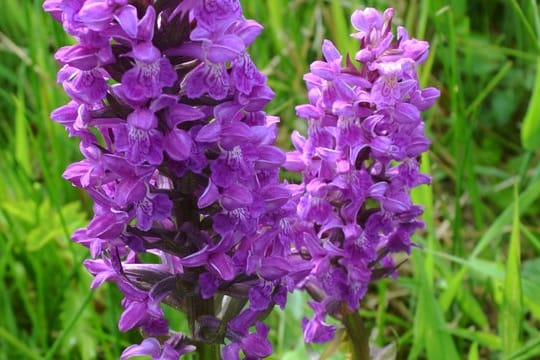 Breitblättriges Knabenkraut (Dactylorhiza majalis).