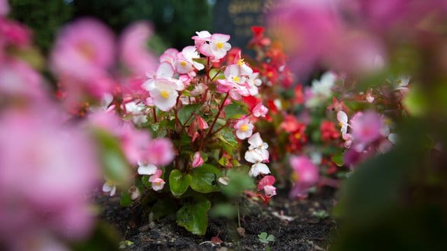 Eisbegonien: Die rosafarben blühenden Blumen setzen im Sommer Akzente auf Gräbern.