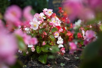 Eisbegonien: Die rosafarben blühenden Blumen setzen im Sommer Akzente auf Gräbern.