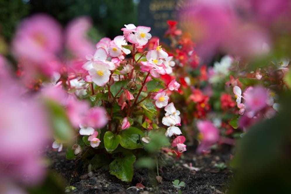 Eisbegonien: Die rosafarben blühenden Blumen setzen im Sommer Akzente auf Gräbern.