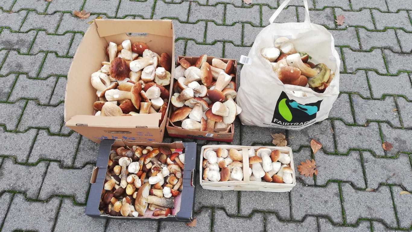 Die gesicherte Menge Pilze: Bis auf zwei Kilogramm musste der Mann die gesammelten Pilze an die Polizei abgeben.