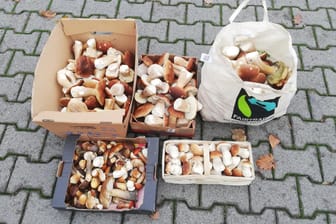 Die gesicherte Menge Pilze: Bis auf zwei Kilogramm musste der Mann die gesammelten Pilze an die Polizei abgeben.