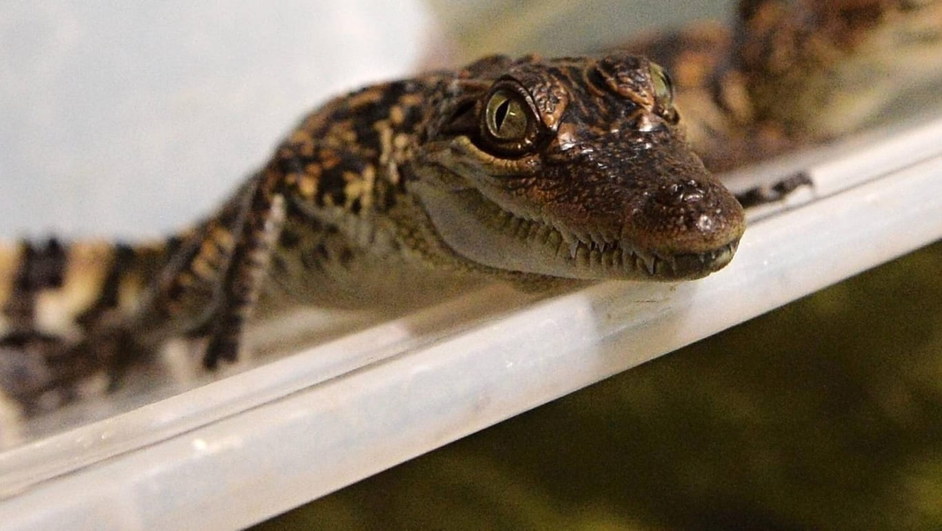 Ein kleines Siam-Krokodil: Die Schmuggler hatten die wertvollen Tiere in rund 158 Holzkisten verstaut. (Symbolbild)