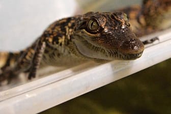 Ein kleines Siam-Krokodil: Die Schmuggler hatten die wertvollen Tiere in rund 158 Holzkisten verstaut. (Symbolbild)