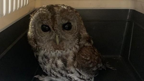 Der Kauz, der in den Kamin gefallen ist: Die Freiwillige Feuerwehr rückte aus, um den Vogel zu befreien. Der Kauz, der in den Kamin gefallen ist: Die Freiwillige Feuerwehr rückte aus, um den Vogel zu befreien.