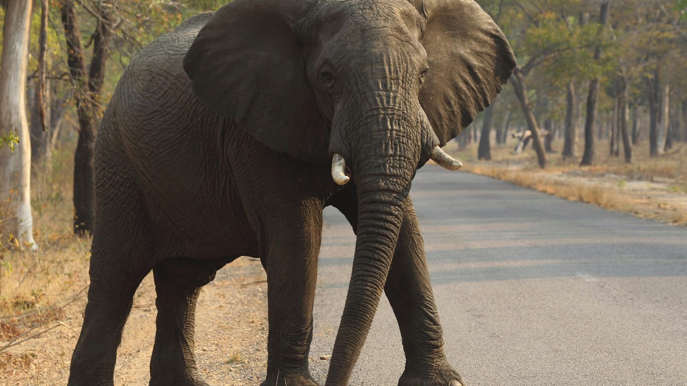 Ein afrikanischer Elefant überquert eine Straße in Simbabwe: Die andauernde Dürre hat zum Tod dutzender Elefanten geführt.