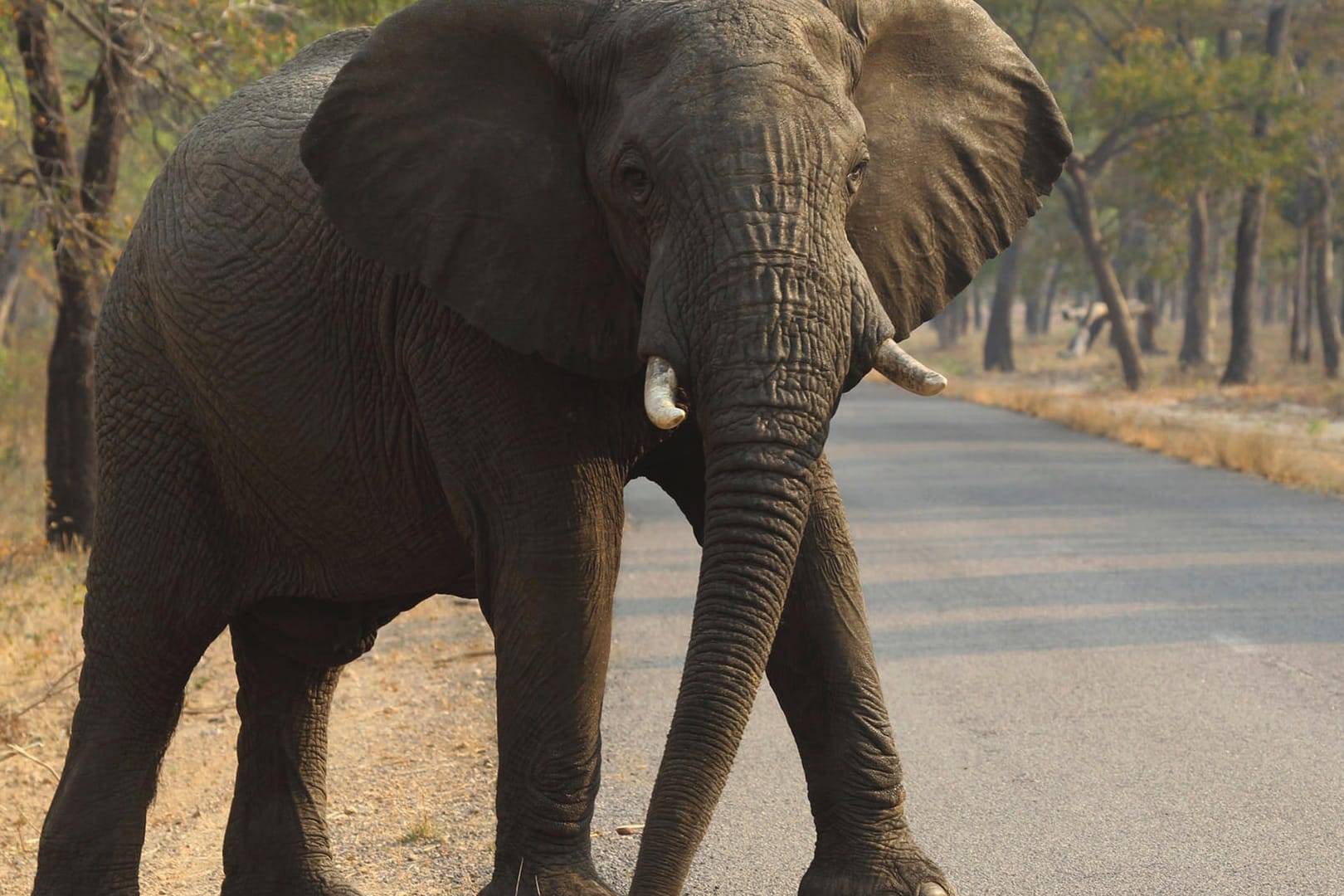 Ein afrikanischer Elefant überquert eine Straße in Simbabwe: Die andauernde Dürre hat zum Tod dutzender Elefanten geführt.