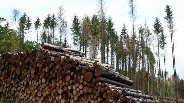 Abgestorbene Fichten stehen im Wald von einem Landwirt hinter den zu bereits abgeholzten und zu Stapeln geschlichteten Bäumen. Abgestorbene Fichten stehen im Wald von einem Landwirt hinter den zu bereits abgeholzten und zu Stapeln geschlichteten Bäumen.