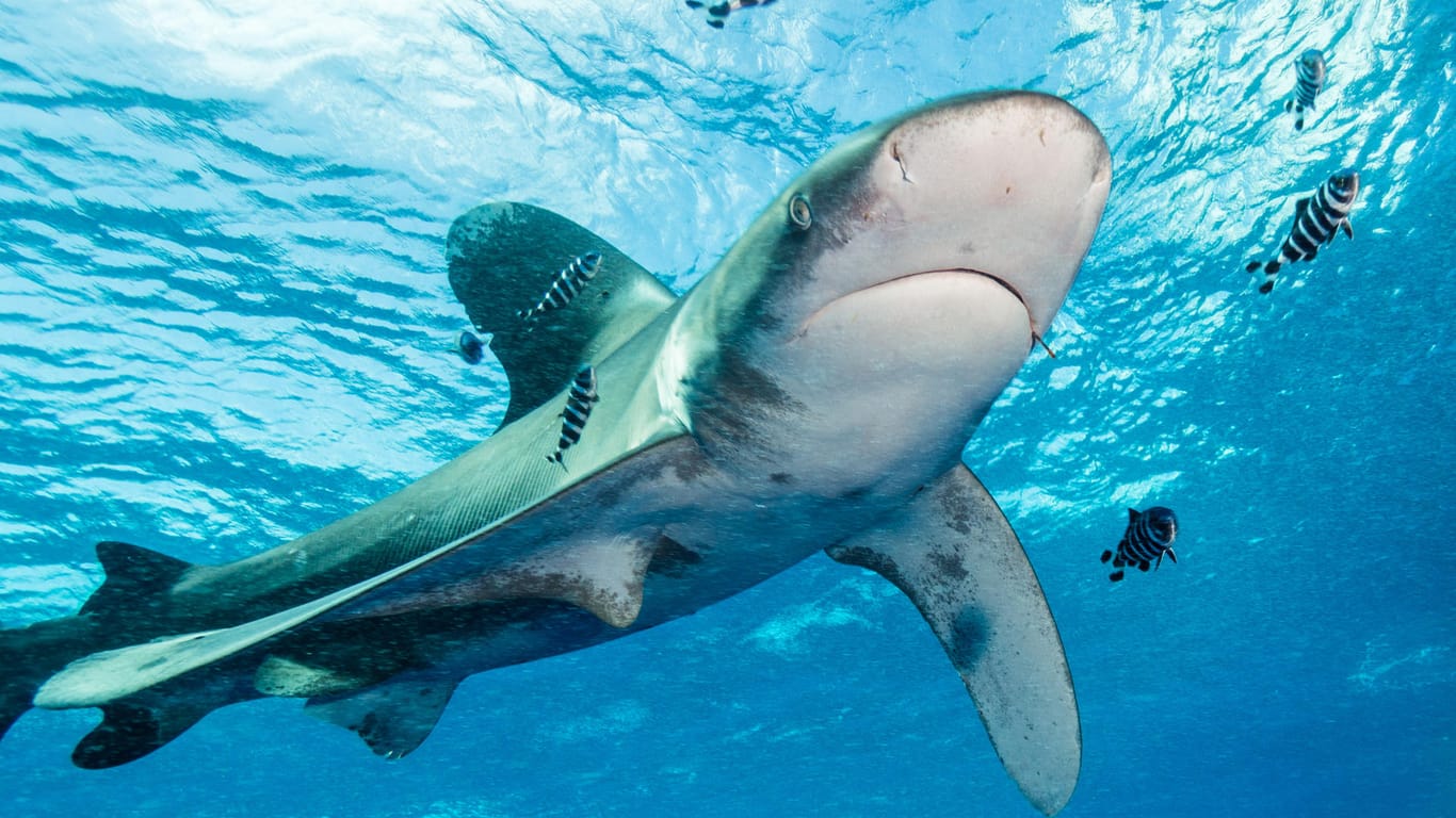 Weißspitzenhai: In Französisch-Polynesien wurde eine Frau von einem Hai angegriffen. (Symbolbild)