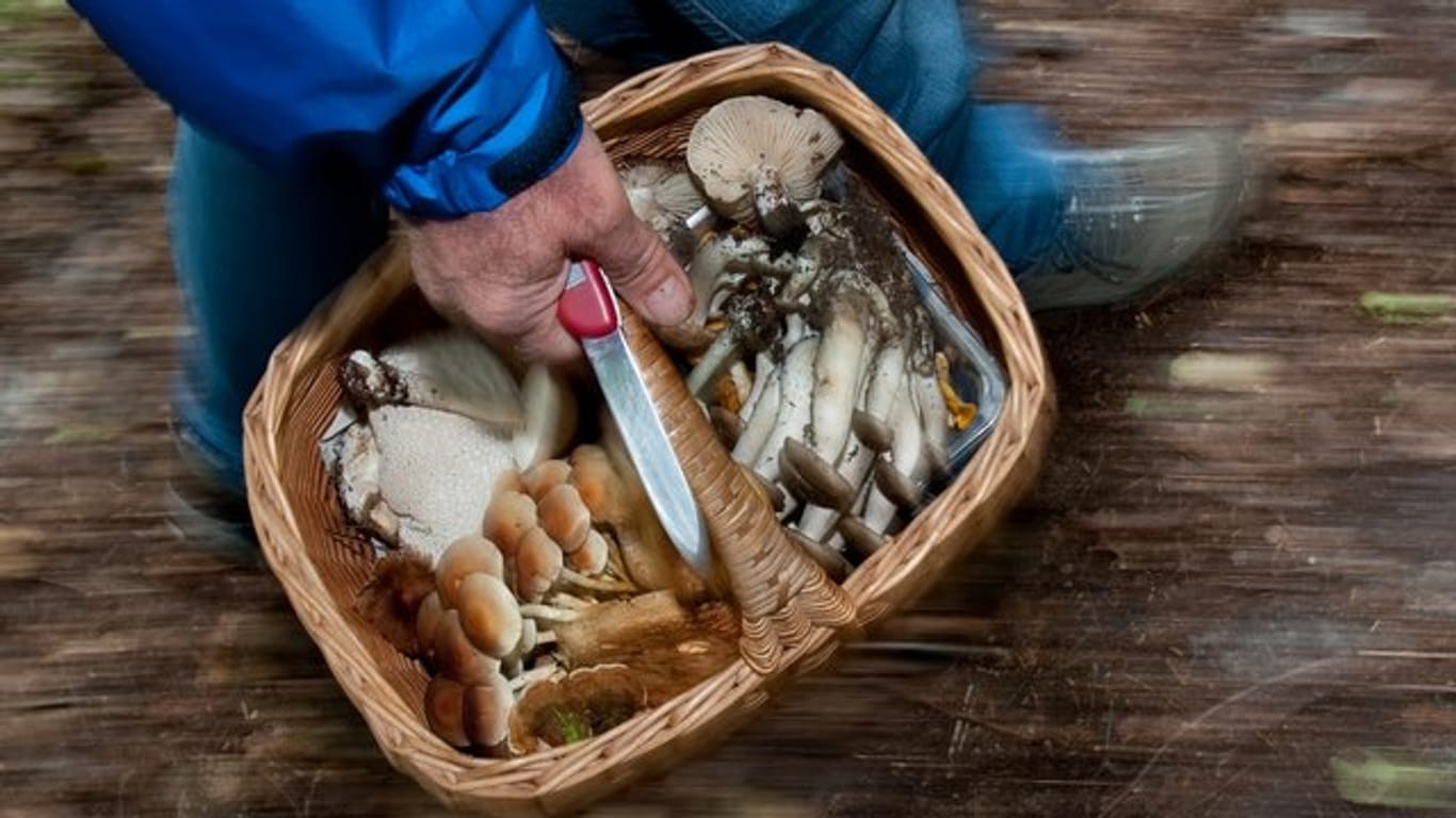 Mit einem Korb voller Pilze kommen manche Sammler nach Hause - um welche Art es sich handelt, verrät bei vielen Exemplaren der Duft, den sie verströmen.
