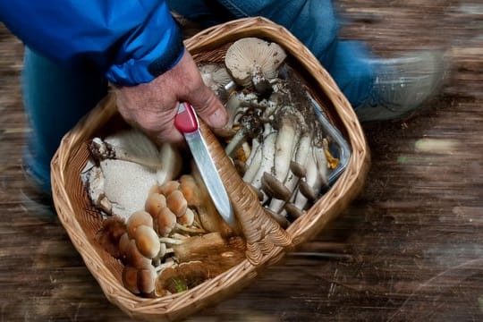 Mit einem Korb voller Pilze kommen manche Sammler nach Hause - um welche Art es sich handelt, verrät bei vielen Exemplaren der Duft, den sie verströmen.