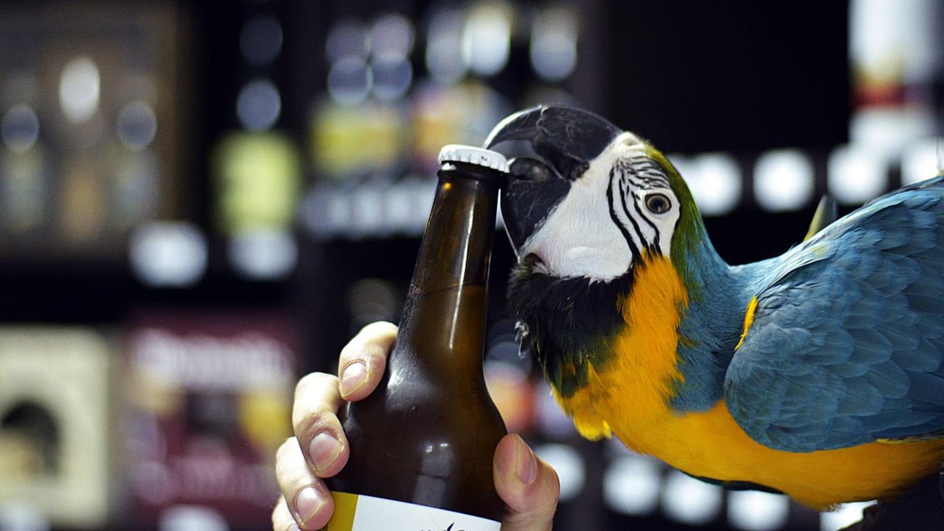Ara Jack öffnet eine Bierflasche: Im Tausch gegen Erdnüsse dient der Papagei den Gästen eines Restaurants in Zagreb als lebendiger Flaschenöffner.
