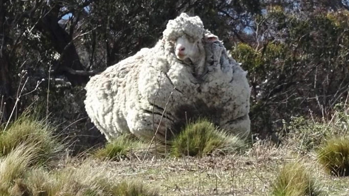 «Rekordschaf» Chris mit seiner rekordverdächtigen Wolle (Archivbild): Das Schaf ist nun an Altersschwäche gestorben.