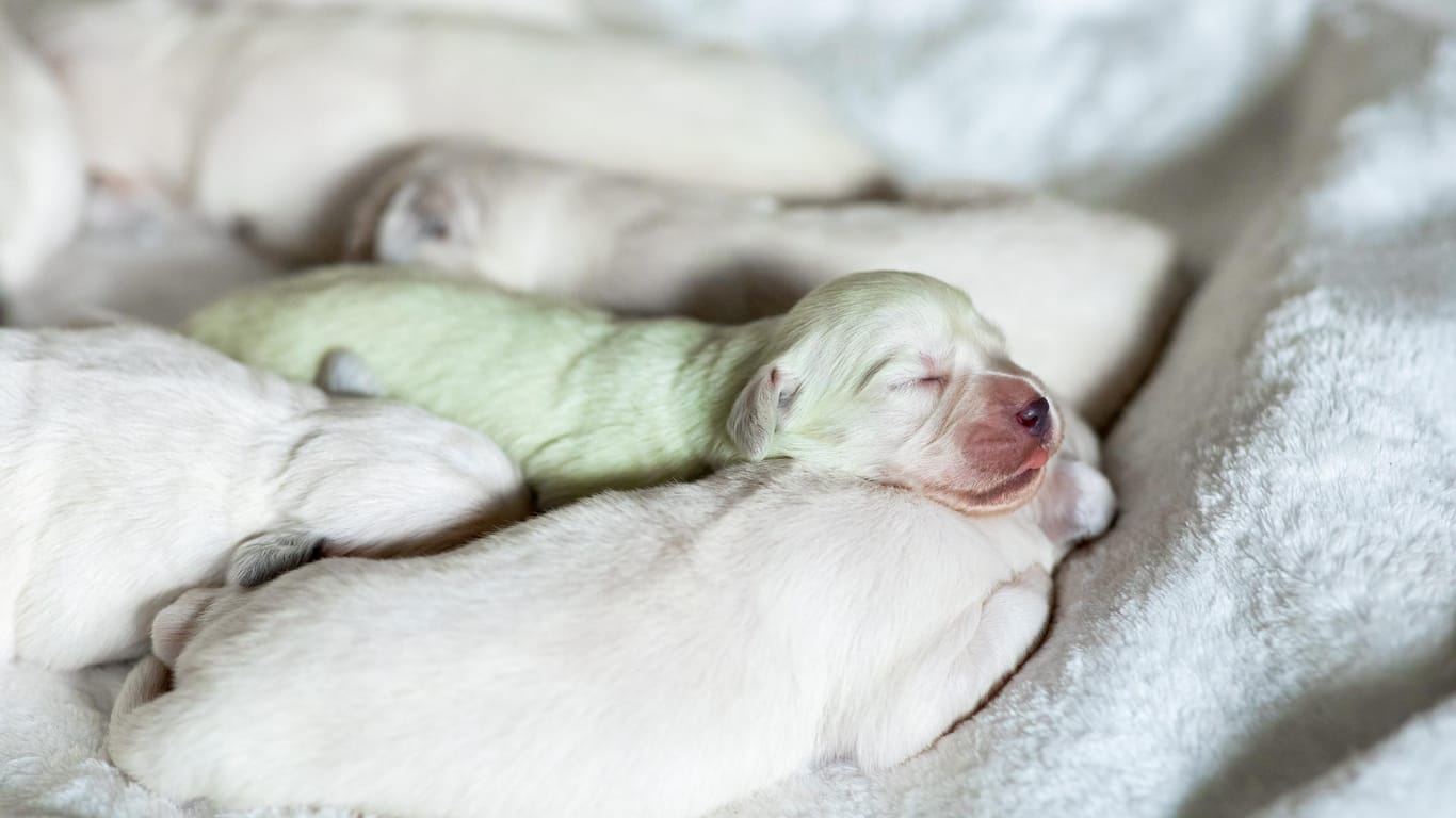 In Wermelskirchen im Rheinisch-Bergischen Kreis ist in einem Wurf weißer Golden-Retriever-Welpen ein mintgrüner Baby-Hund zur Welt gekommen.