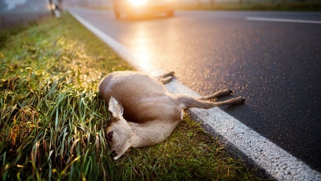 Viele Wildtiere machen sich in der Dämmerung auf den Weg. Viele Wildtiere machen sich in der Dämmerung auf den Weg.