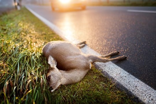 Viele Wildtiere machen sich in der Dämmerung auf den Weg.