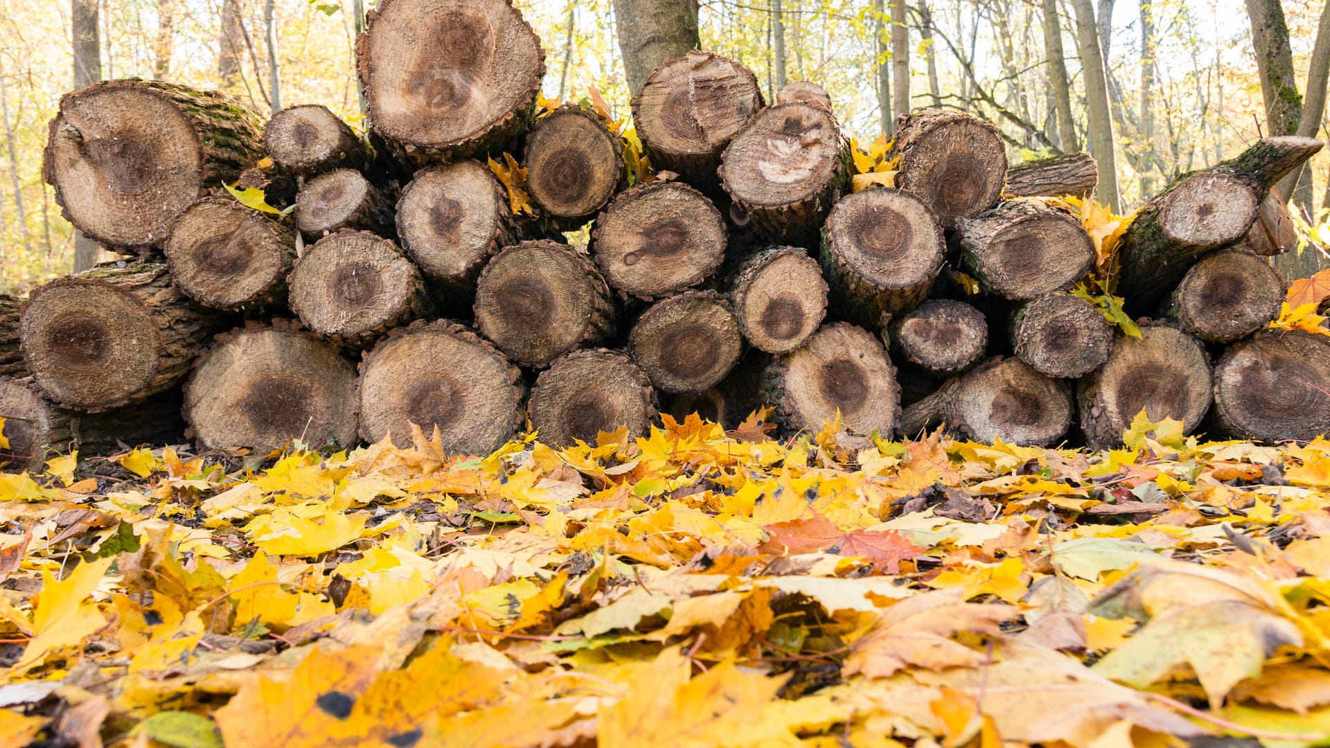 Baumstämme im Wald: Der Rußrindenpilz bedroht Ahornbäume in ganz Deutschland.