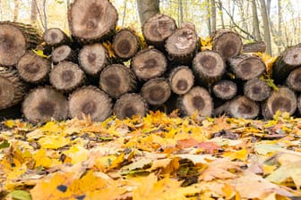 Baumstämme im Wald: Der Rußrindenpilz bedroht Ahornbäume in ganz Deutschland.
