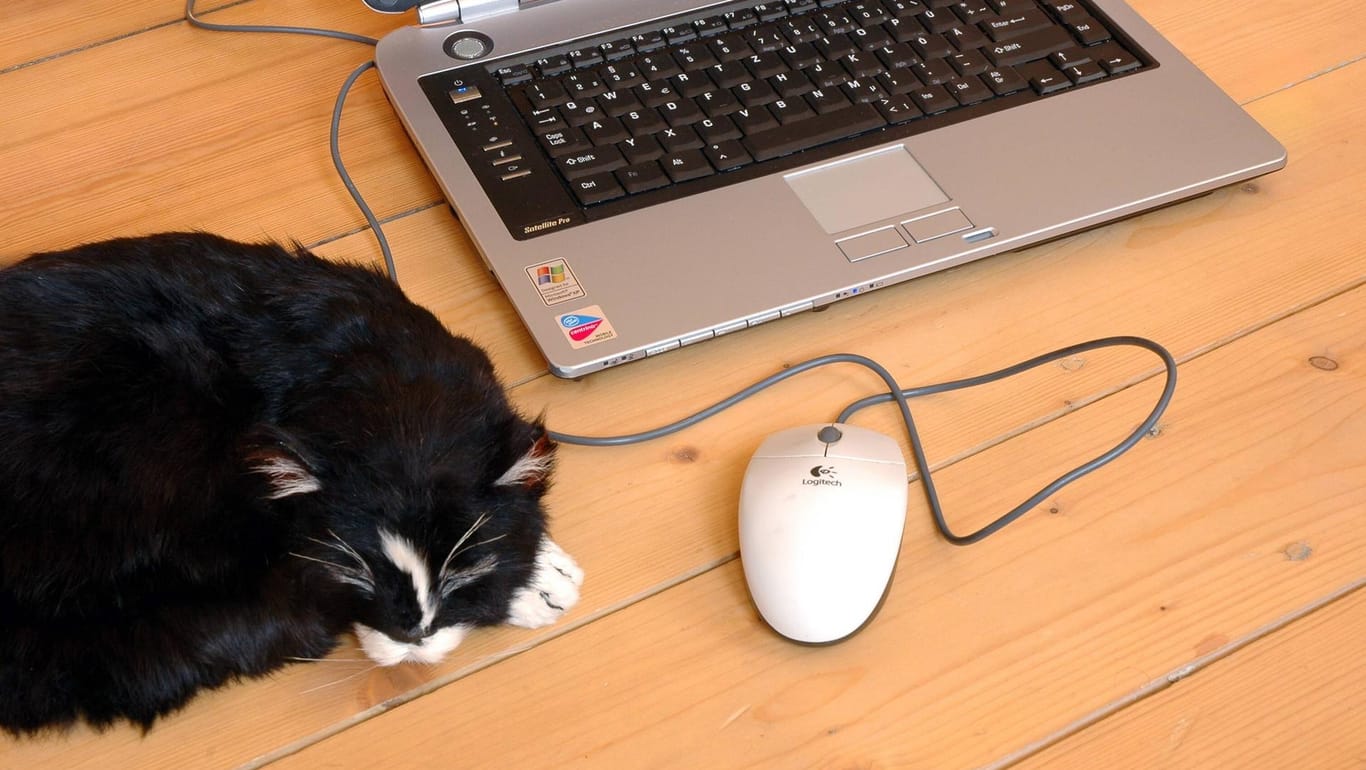 Eine Katze schläft vor einem Laptop: In Iserlohn befürchteten Beamte das Schlimmste – und wurden eines Besseren belehrt. (Symbolbild)