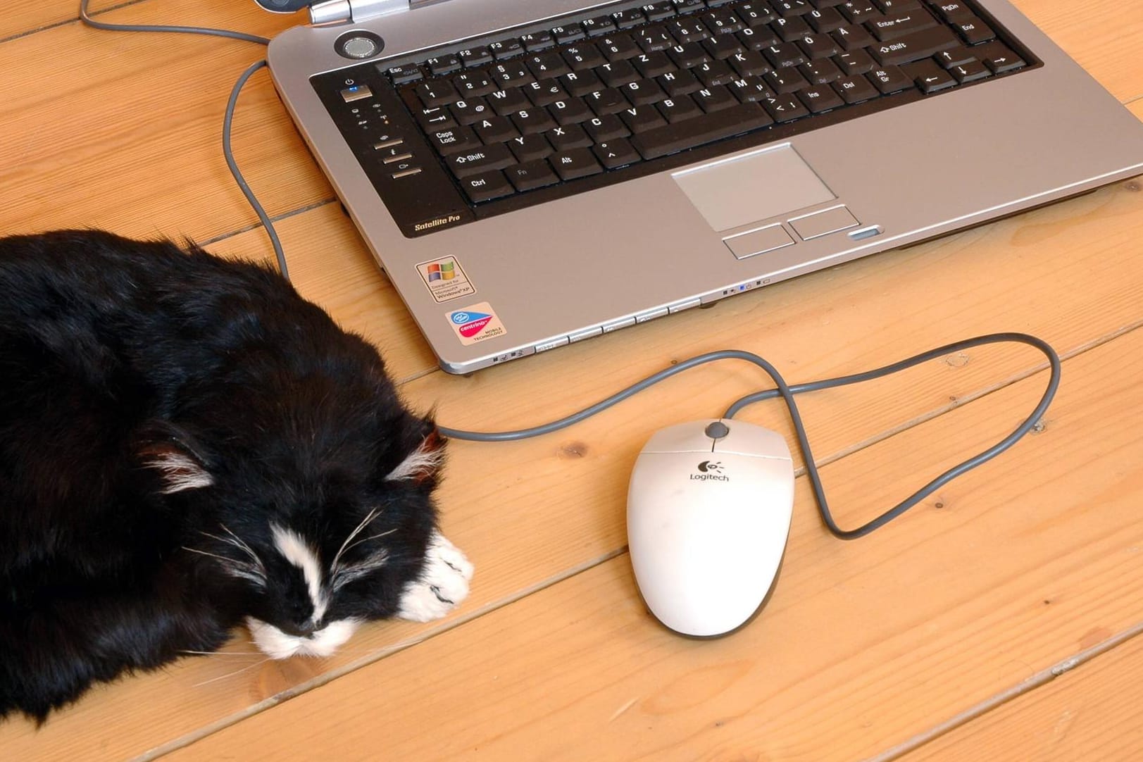 Eine Katze schläft vor einem Laptop: In Iserlohn befürchteten Beamte das Schlimmste – und wurden eines Besseren belehrt. (Symbolbild)