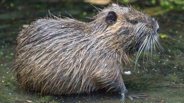 Ein Nutria sitzt im flachen Wasser