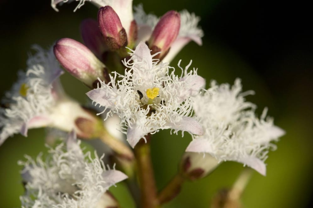 Fieberklee-Blüten: Die Loki-Schmidt-Stiftung will mit der Wahl zur Blume des Jahres auch auf Sumpflandschaften aufmerksam machen.