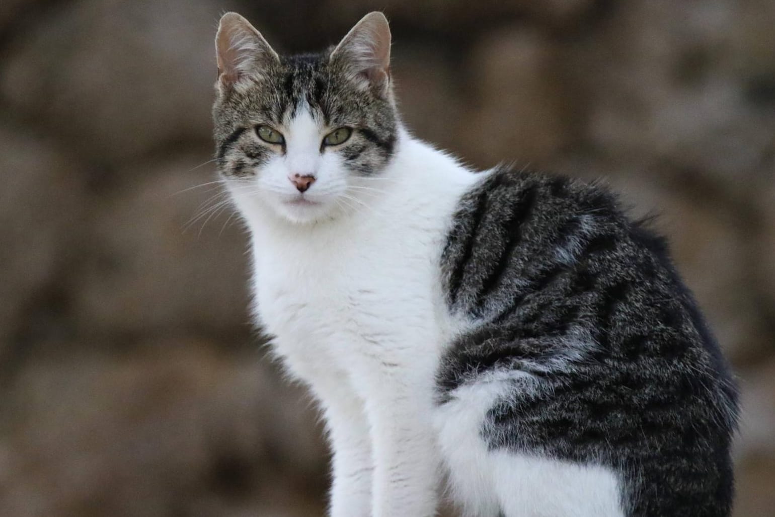 Katze: Simba und Mose, so die Namen der zwei Lebensretter, haben das Unglück ebenfalls überlebt. (Symbolbild)