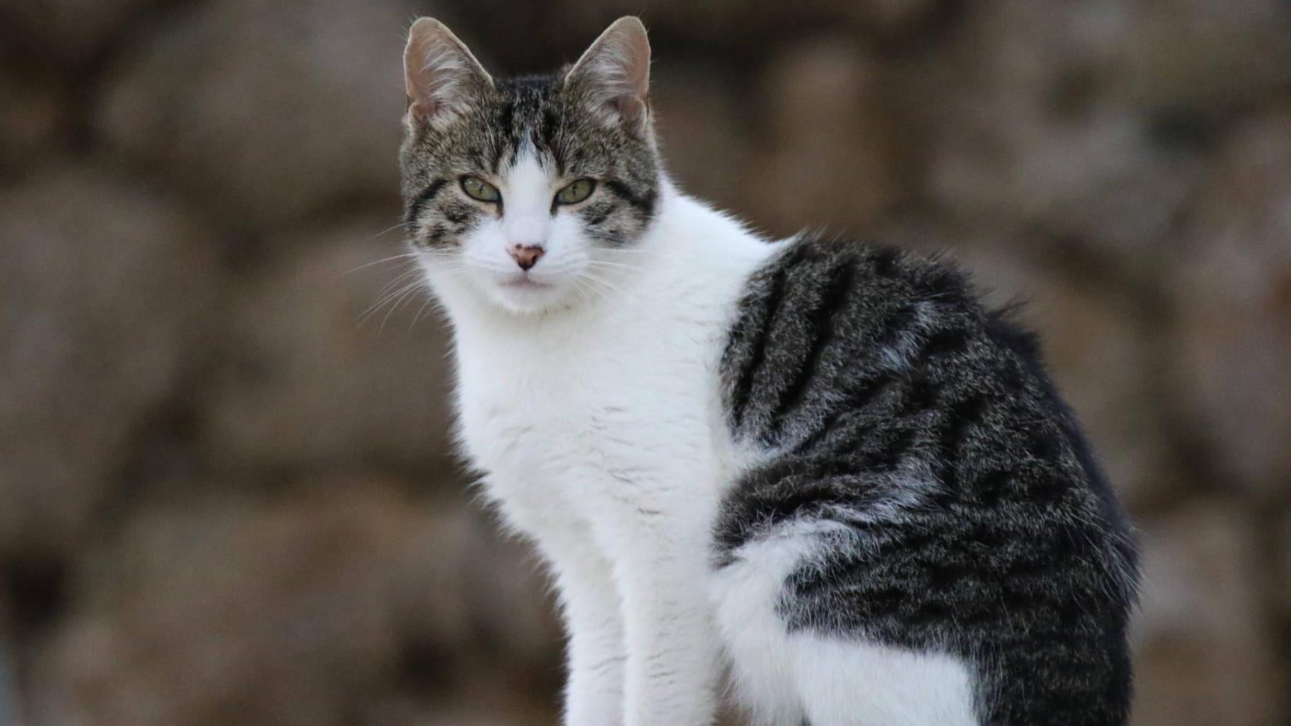 Katze: Simba und Mose, so die Namen der zwei Lebensretter, haben das Unglück ebenfalls überlebt. (Symbolbild)