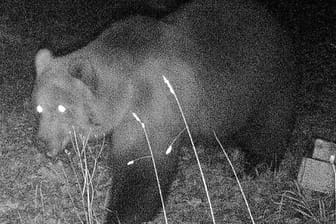 Das Foto einer Wildtierkamera im Landkreis Garmisch-Partenkirchen zeigt einen Braunbären.