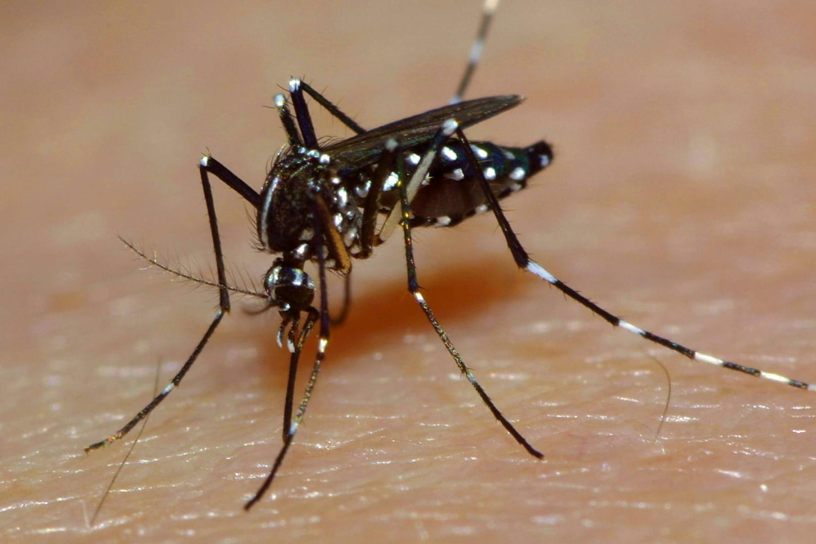 Asiatische Tigermücke beim Stechen: Bisher hatten sich Europäer nur im Ausland mit dem Zika-Virus infiziert.