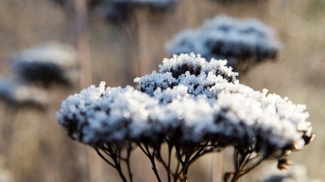 Dekorativ sehen verblühte Gräser aus, wenn sich im Herbst und Winter der Raureif auf ihnen ablegt.