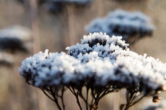 Dekorativ sehen verblühte Gräser aus, wenn sich im Herbst und Winter der Raureif auf ihnen ablegt.