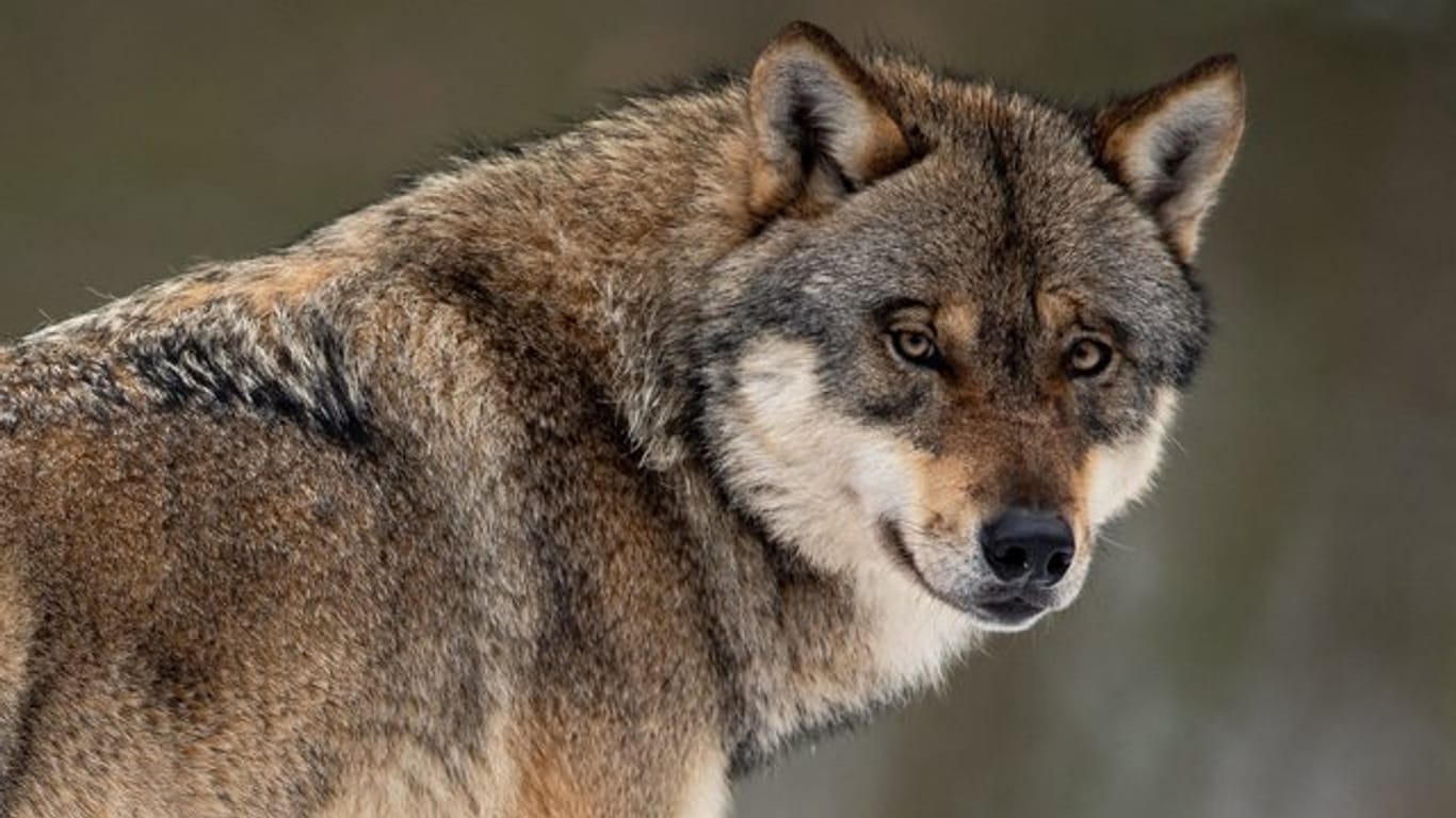 Ein Wolf steht in einem Gehege im Wildpark Neuhaus in Niedersachsen.