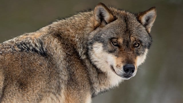 Ein Wolf steht in einem Gehege im Wildpark Neuhaus in Niedersachsen. Ein Wolf steht in einem Gehege im Wildpark Neuhaus in Niedersachsen.