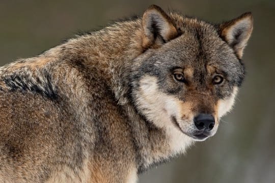 Ein Wolf steht in einem Gehege im Wildpark Neuhaus in Niedersachsen.