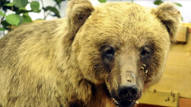 Der ausgestopfte Braunbär "Bruno" aufgenommen im Museum