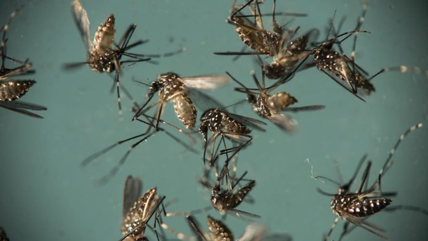 In den meisten Fällen verläuft eine Infektion mit den Zika-Viren unauffällig.