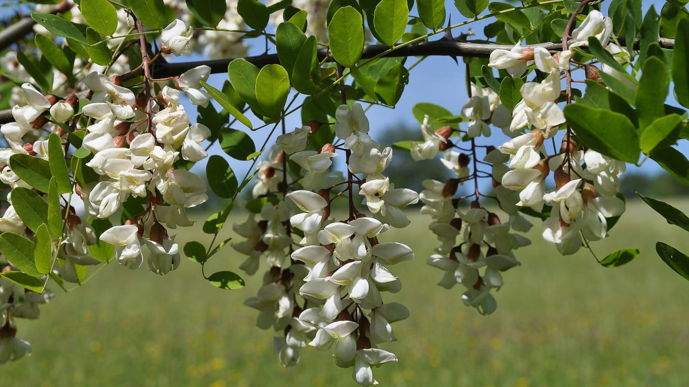 Weiße Blüten: Der Siegerbaum der Wahl "Baum des Jahres 2020" wurde vor über 300 Jahren in Mitteleuropa eingeführt.
