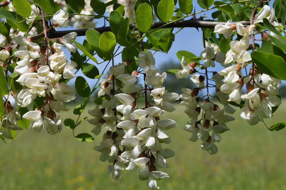 Weiße Blüten: Der Siegerbaum der Wahl "Baum des Jahres 2020" wurde vor über 300 Jahren in Mitteleuropa eingeführt.