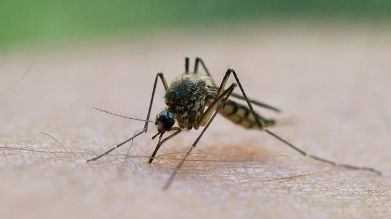 Mücken, die gefährliche Virusinfektionen übertragen können, breiten sich vermehrt in Europa aus.
