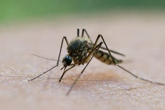 Mücken, die gefährliche Virusinfektionen übertragen können, breiten sich vermehrt in Europa aus.