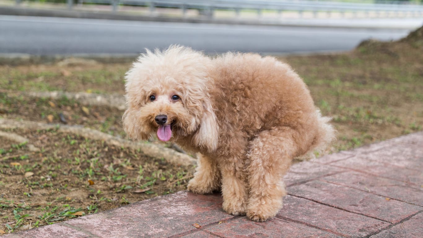 Hund auf einem Gehweg: Werden die Hinterlassenschaften der Vierbeiner nicht von ihren Besitzern entsorgt, kann das bis zu 1.500 Euro kosten.
