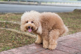 Hund auf einem Gehweg: Werden die Hinterlassenschaften der Vierbeiner nicht von ihren Besitzern entsorgt, kann das bis zu 1.500 Euro kosten.