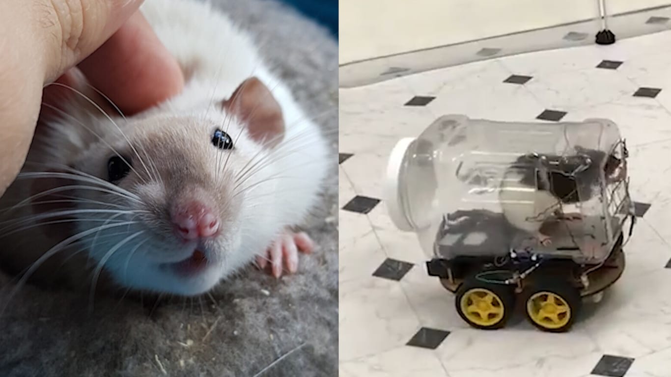 Eine Laborratte in einem der Autos: Die Tiere können an Drähten beschleunigen, sowie nach links und nach rechts steuern.