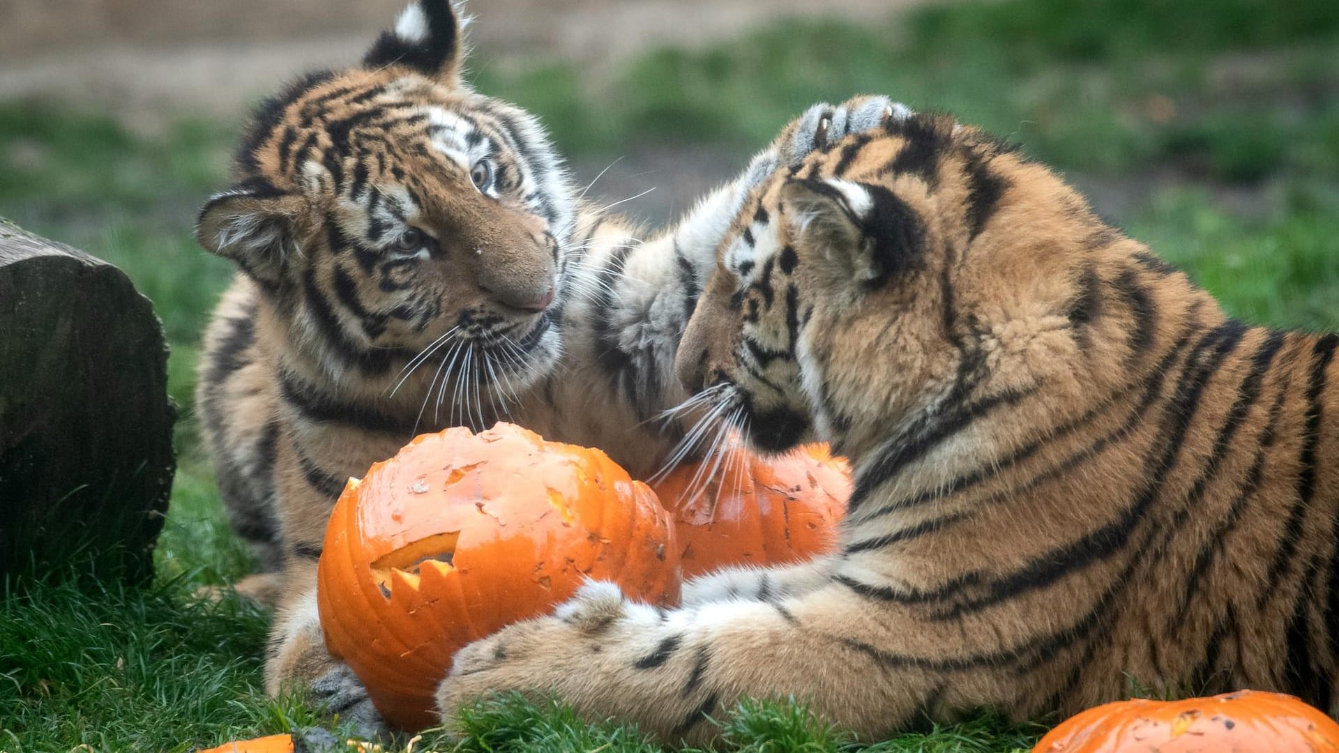 Junge sibirische Tiger im Zoo Hannover: Kürbis steht bei den Raubkatzen sonst nicht auf dem Speiseplan.